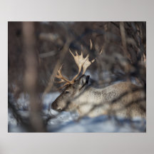 Reindeer Nature Photo