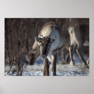 Reindeer Nature Photo Poster