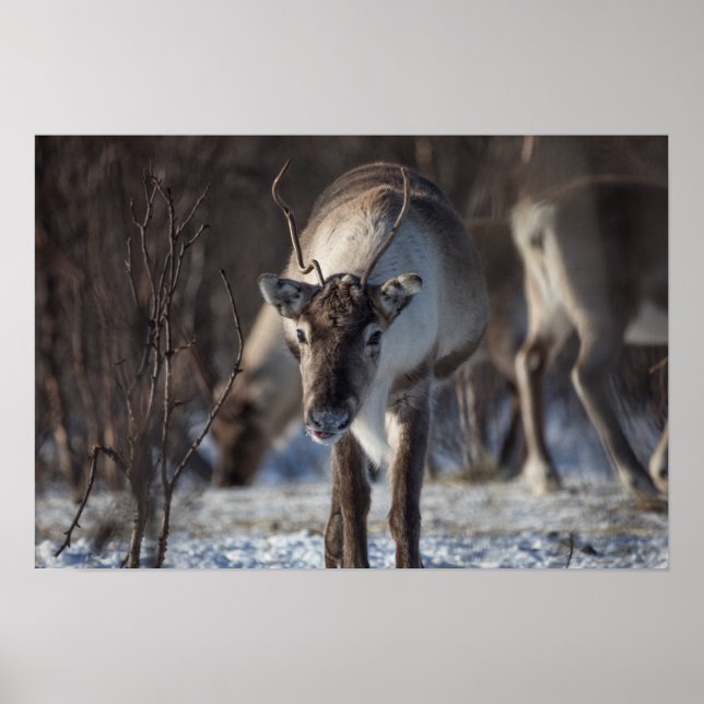 Reindeer Nature Photo Poster (Front)