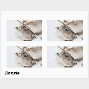 Reindeer Nature Photo Rectangular Sticker