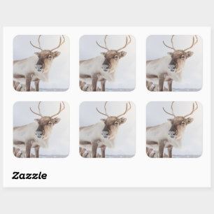 Reindeer Nature Photo Square Sticker
