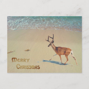 Reindeer on the beach surreal Merry Christmas Postcard