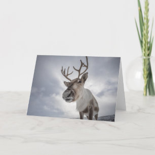 Reindeer Photo Card