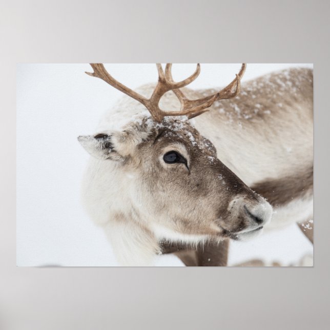 Reindeer Photo Poster (Front)