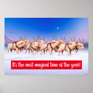 Reindeer Pigs Poster