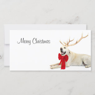 Reindeer yellow lab holiday card