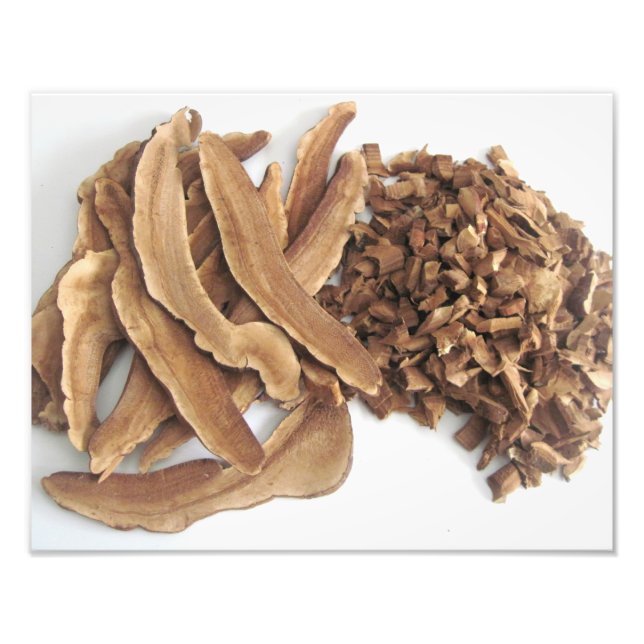 Reishi Mushroom Photo Print (Front)