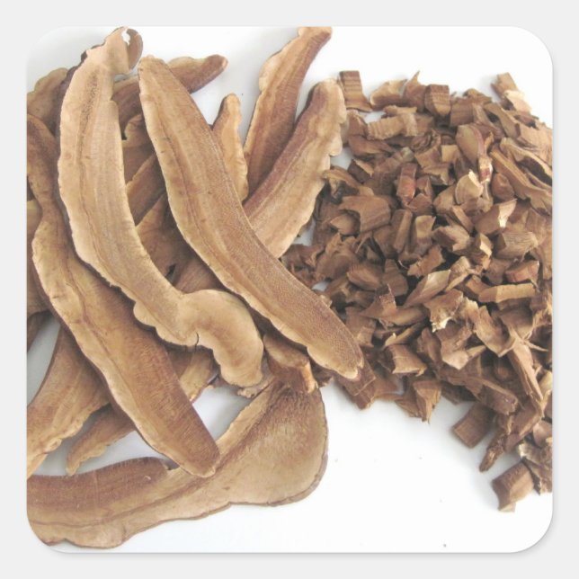 Reishi Mushroom Sticker (Front)