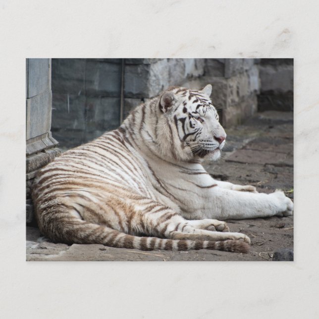 Relaxed Bengal White Tiger Photography Postcard (Front)