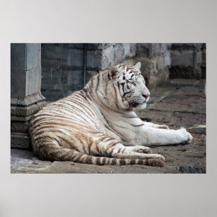 Relaxed Bengal White Tiger Photography Poster