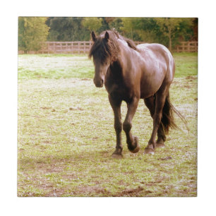 Relaxed Brown Horse Walking Tile