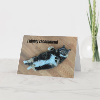 Relaxed Cat with Medical Grade Catnip Get Well