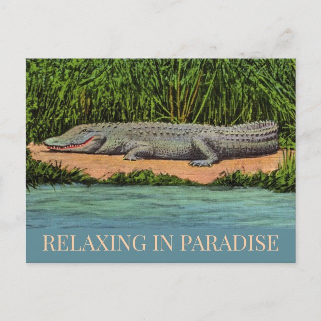 Relaxed Florida Gator Postcard (Front)