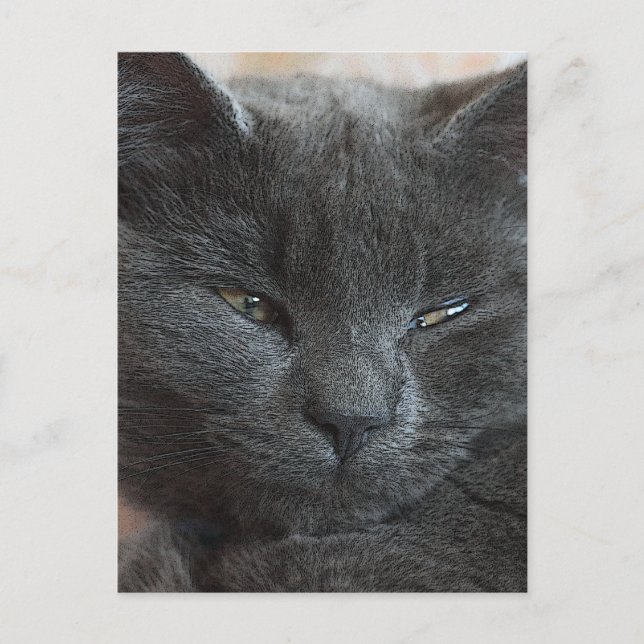 Relaxed Kitten Postcard (Front)