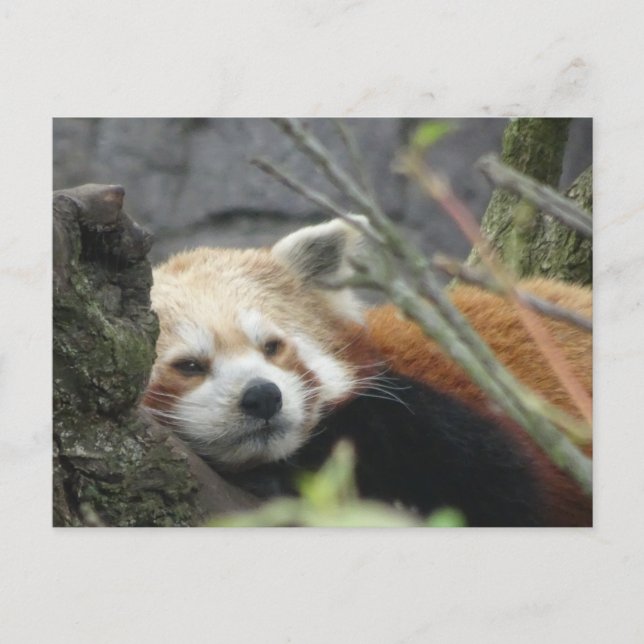 Relaxed Red Panda DIY Postcard (Front)