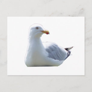 Relaxed Seagull Resing Fence Post Woodland Coastal Holiday Postcard