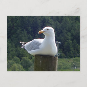 Relaxed Seagull Resting Fence Woodland Coastal Art Postcard