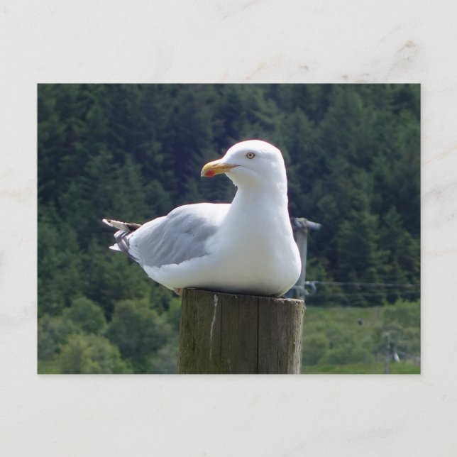Relaxed Seagull Resting Fence Woodland Coastal Art Postcard (Front)