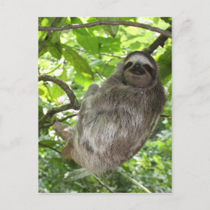Relaxed Sloth in Nature Postcard