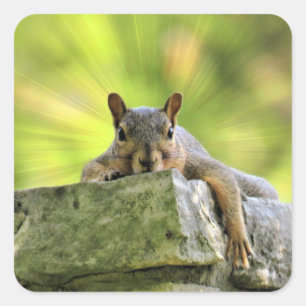 Relaxed Squirrel Square Sticker