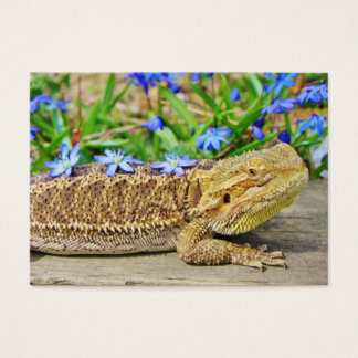 Relaxing Bearded Dragon