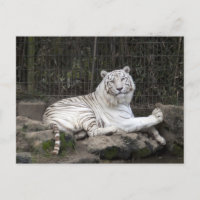 Relaxing Bengal White Tiger Photography