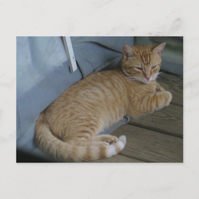 Relaxing Cat Postcard (Front)