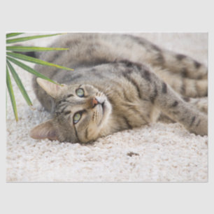 relaxing cat tissue paper