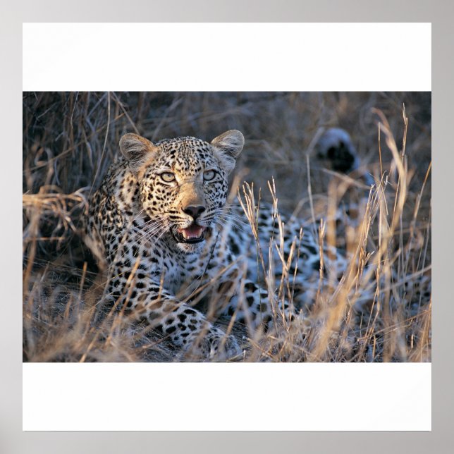 Relaxing Cheetah Poster (Front)
