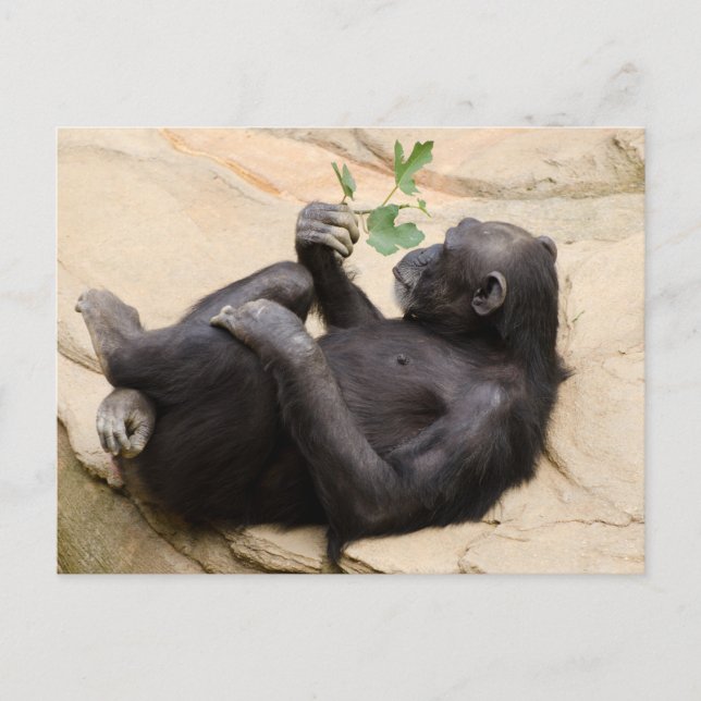 Relaxing chimpanzee postcard (Front)