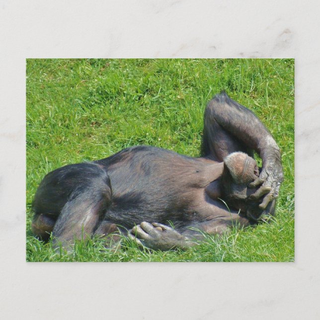 Relaxing Chimpanzee - Postcard (Front)