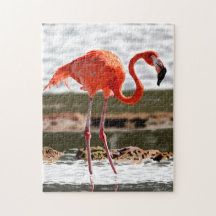 Relaxing Flamingo