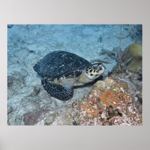 Relaxing Hawksbill Poster
