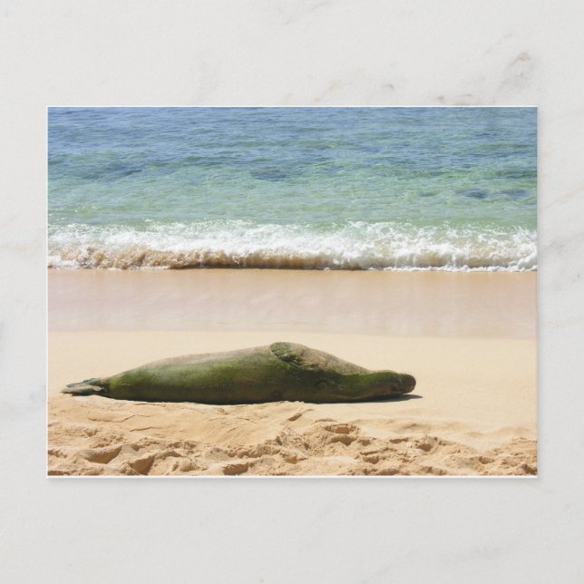 Relaxing Monk Seal Postcard (Front)