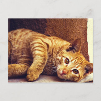 Relaxing Orange Tabby Cat Postcard