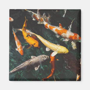 Relaxing Orange & White Asian Koi Fish Pond Magnet