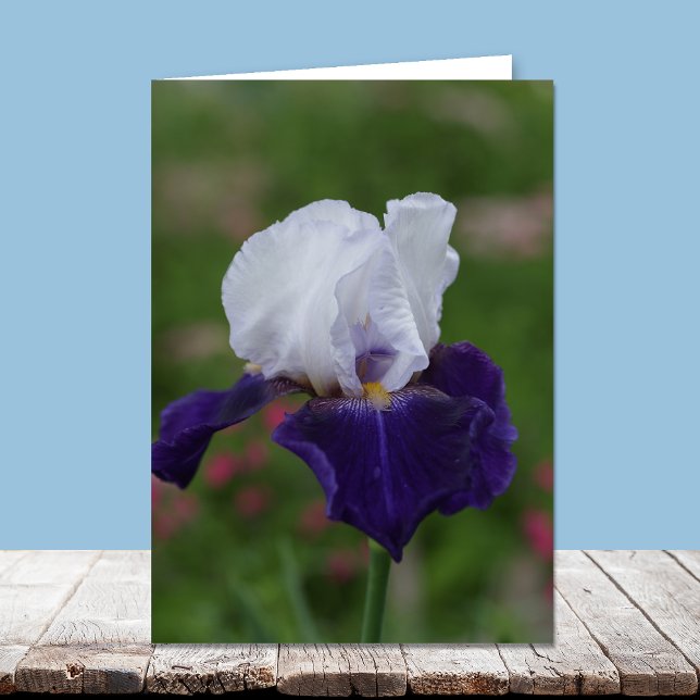 Religious Birthday Cards -- Purple Iris (Creator Uploaded)