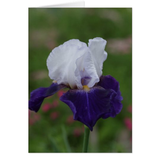 Religious Birthday Cards -- Purple Iris