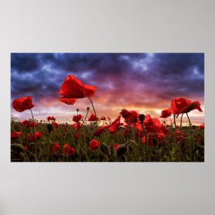 Remembering Field of Poppies Poster