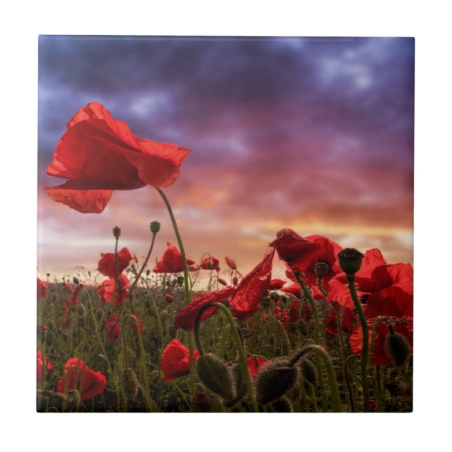 Remembering | Field of Poppies Tile (Front)
