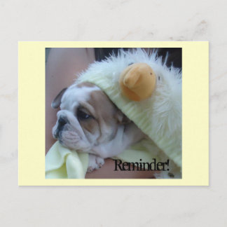 Reminder Postcards English Bulldog Puppy