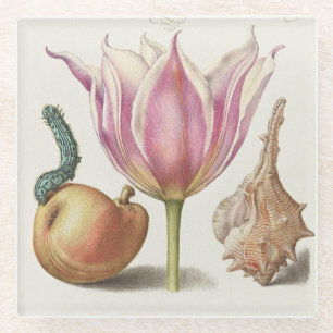 Renaissance Calligraphy Art Pink Tulip and Pear Glass Coaster