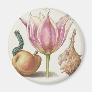 Renaissance Calligraphy Art Pink Tulip and Pear Magnet
