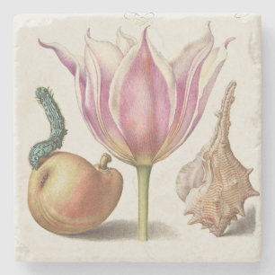 Renaissance Calligraphy Art Pink Tulip and Pear Stone Coaster
