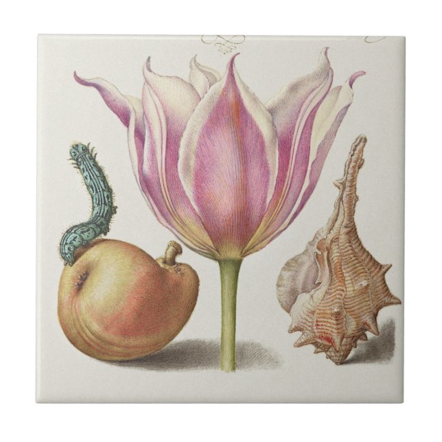 Renaissance Calligraphy Art Pink Tulip and Pear Tile (Front)