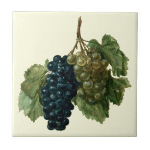 Renaissance Era Grapes by Jacques le Moyne Tile