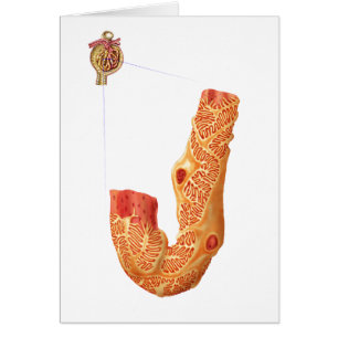 Renal Corpuscle And The Filtration Membrane