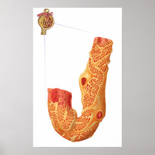 Renal Corpuscle And The Filtration Membrane Poster