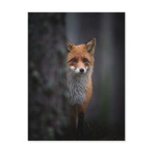 renard