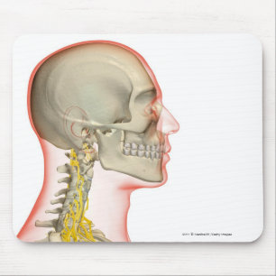 Rendering of the nerves of the neck mouse mat